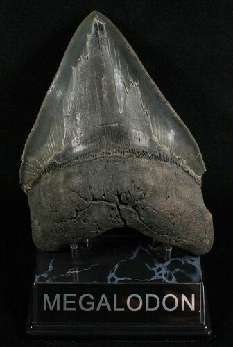 Wide, Anterior Megalodon Tooth #5624